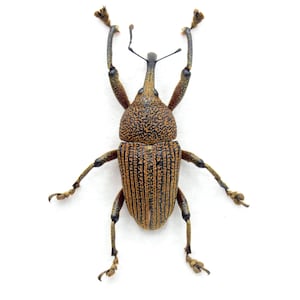 May include: A brown and black weevil specimen with a textured, pitted pronotum and longitudinal ridges on its elytra. The insect features a long, slender rostrum, six jointed legs with visible claws, and two thin antennae extending forward.