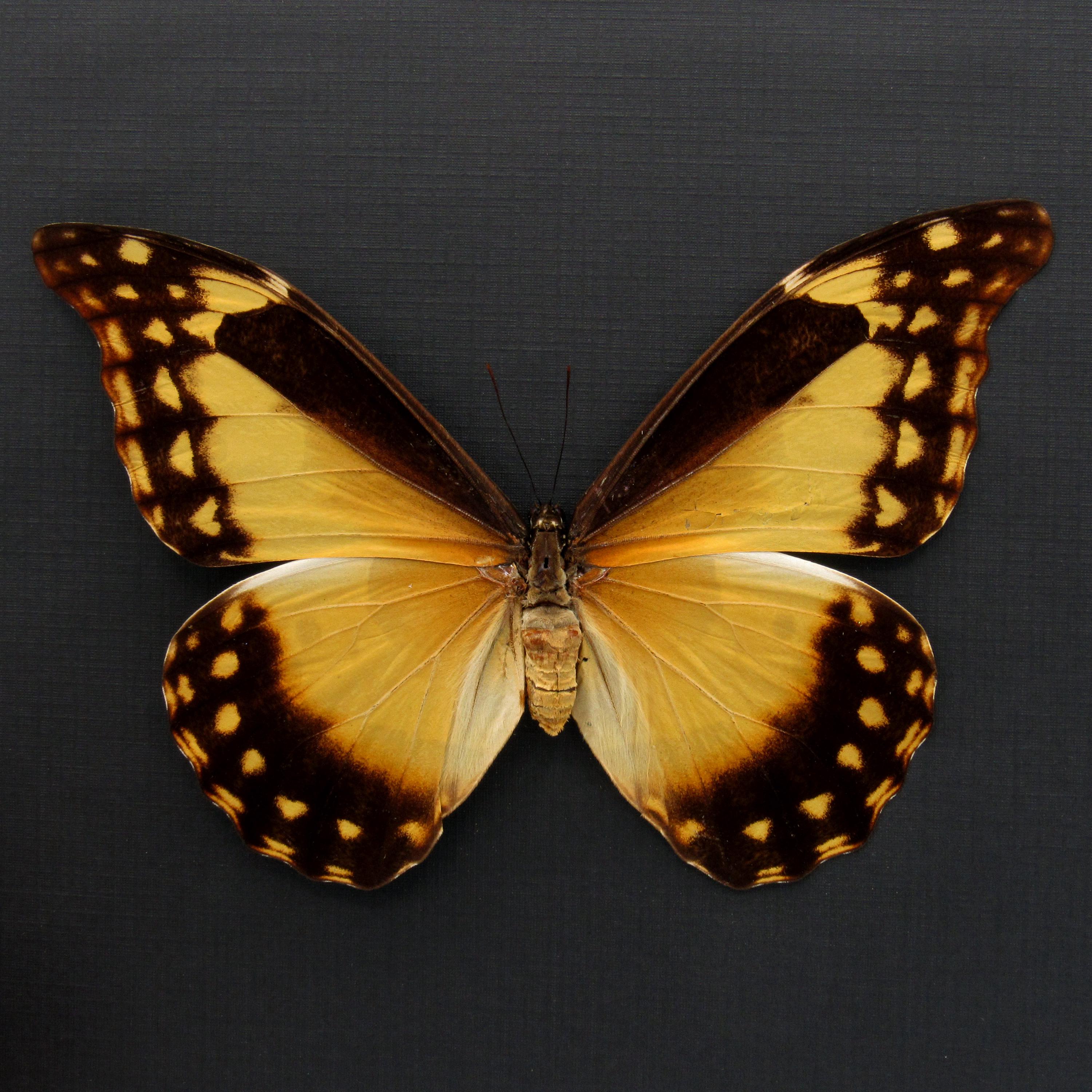Rare Yellow Morpho Butterfly Framed Taxidermy - Morpho Rhetenor