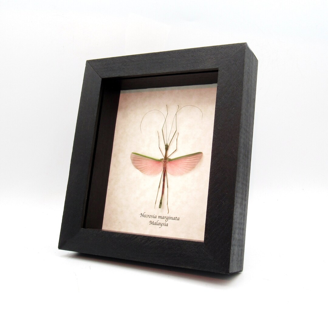 剥製マレーオオナナフシ昆虫標本ヴィンテージ