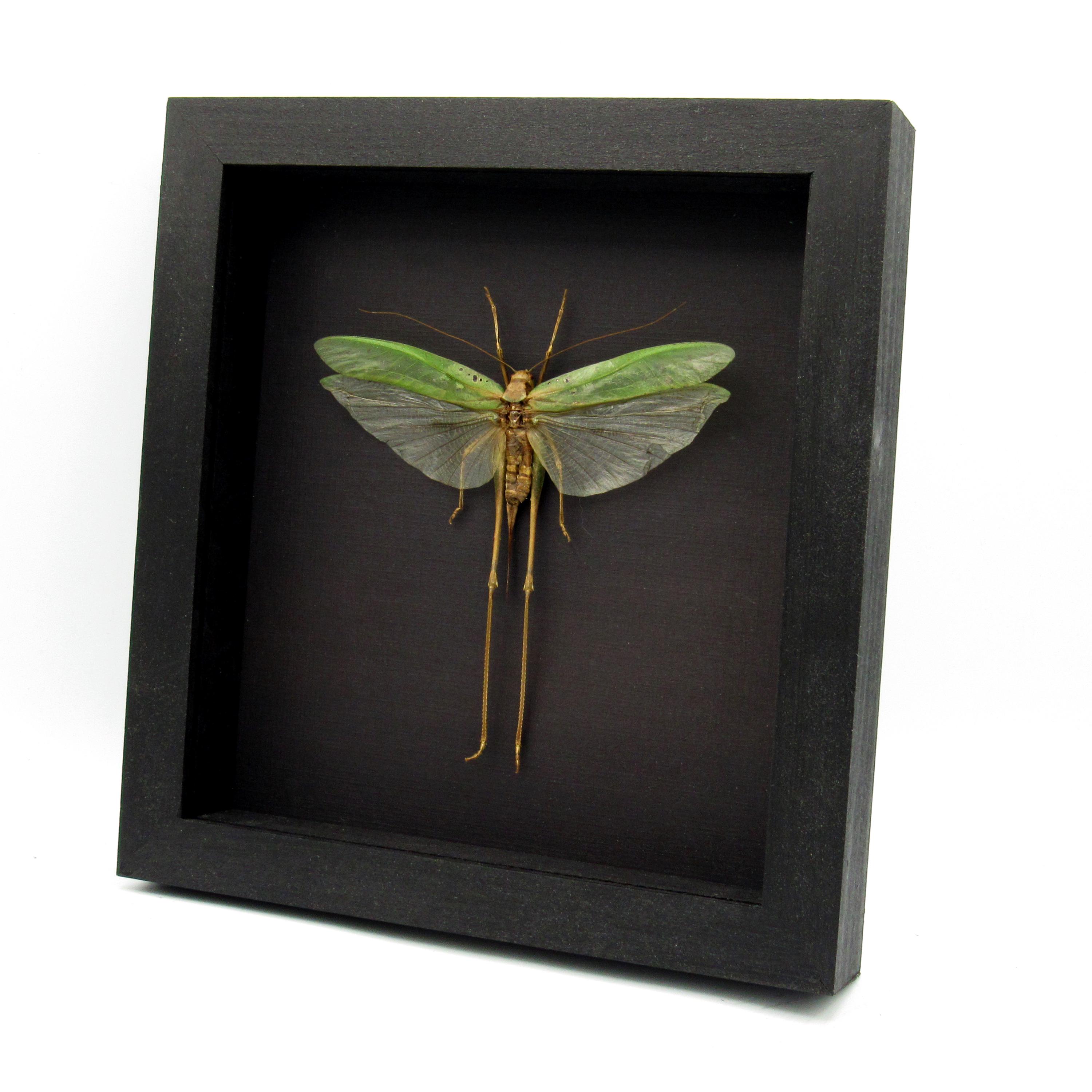 Real Giant Katydid Framed - Tettigoniidae Species - Etsy