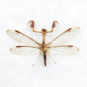 May include: A preserved insect specimen with a slender, brown body and delicate, transparent wings. The wings have brown markings along the edges. The insect has prominent, claw-like appendages and is displayed against a white background.