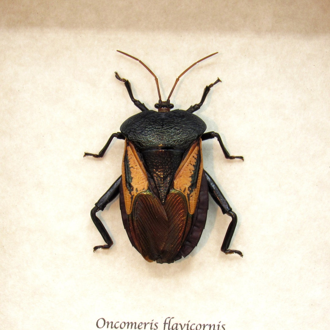 Heart Shape Insect Giant Heart Shaped Shield Bug Framed Taxidermy - Oncomeris Flavicornis ...