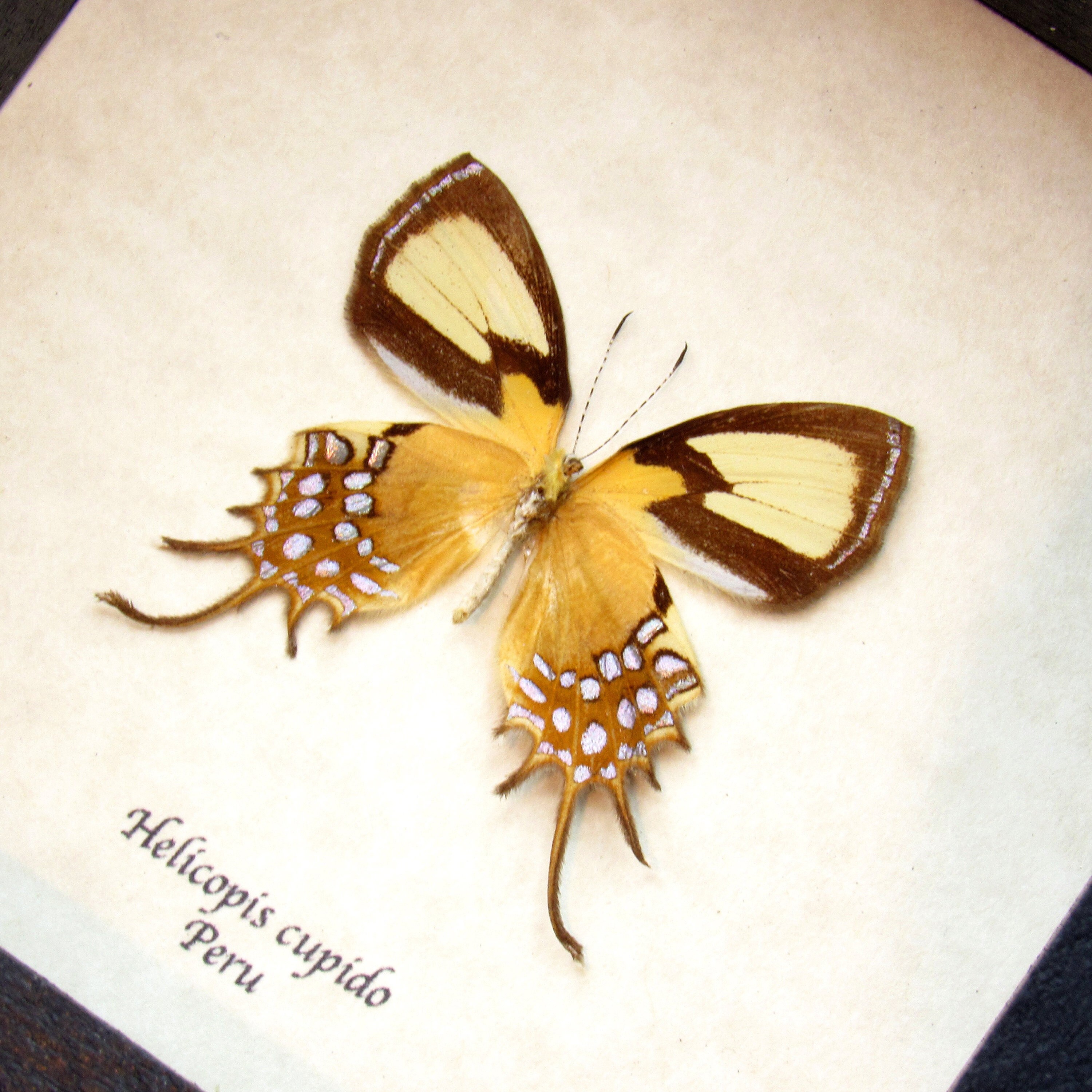Rare Metallic Gold Butterfly Framed Taxidermy Helicopis Cupido Etsy