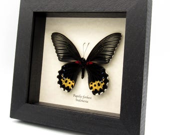 Ingelijst exemplaar met echte gele vlinder - Papilio forbesi