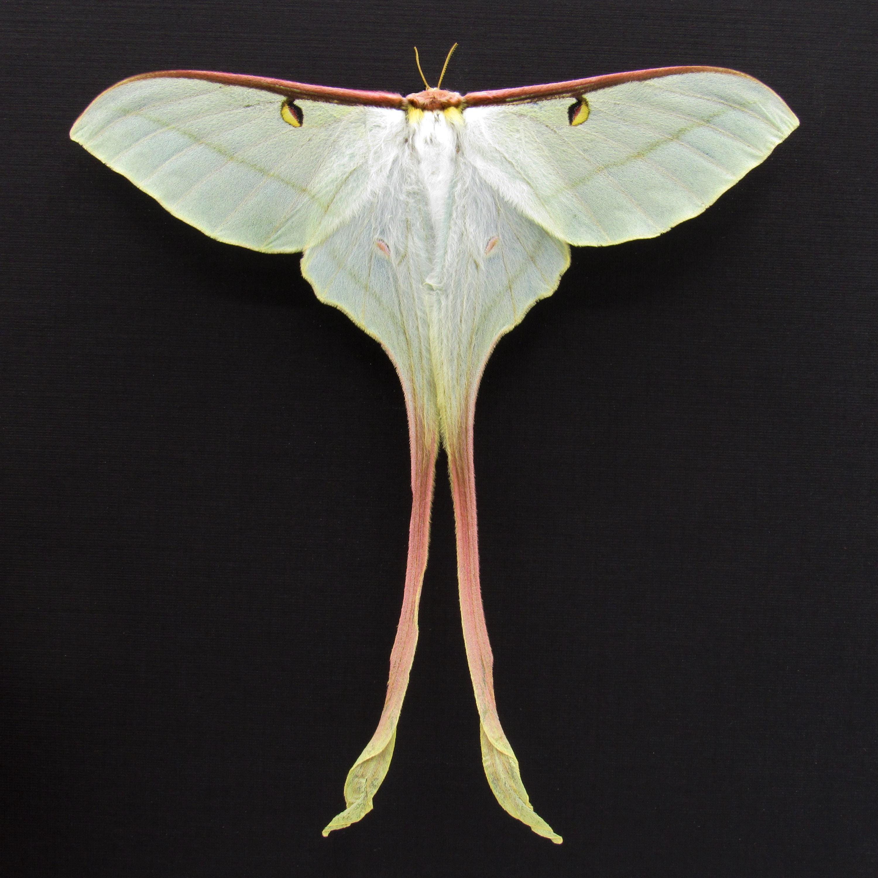 Actias dubernardi まとめて4♂セット Rare Chinese Moon Moth Framed Taxidermy - Actias Dubernardi