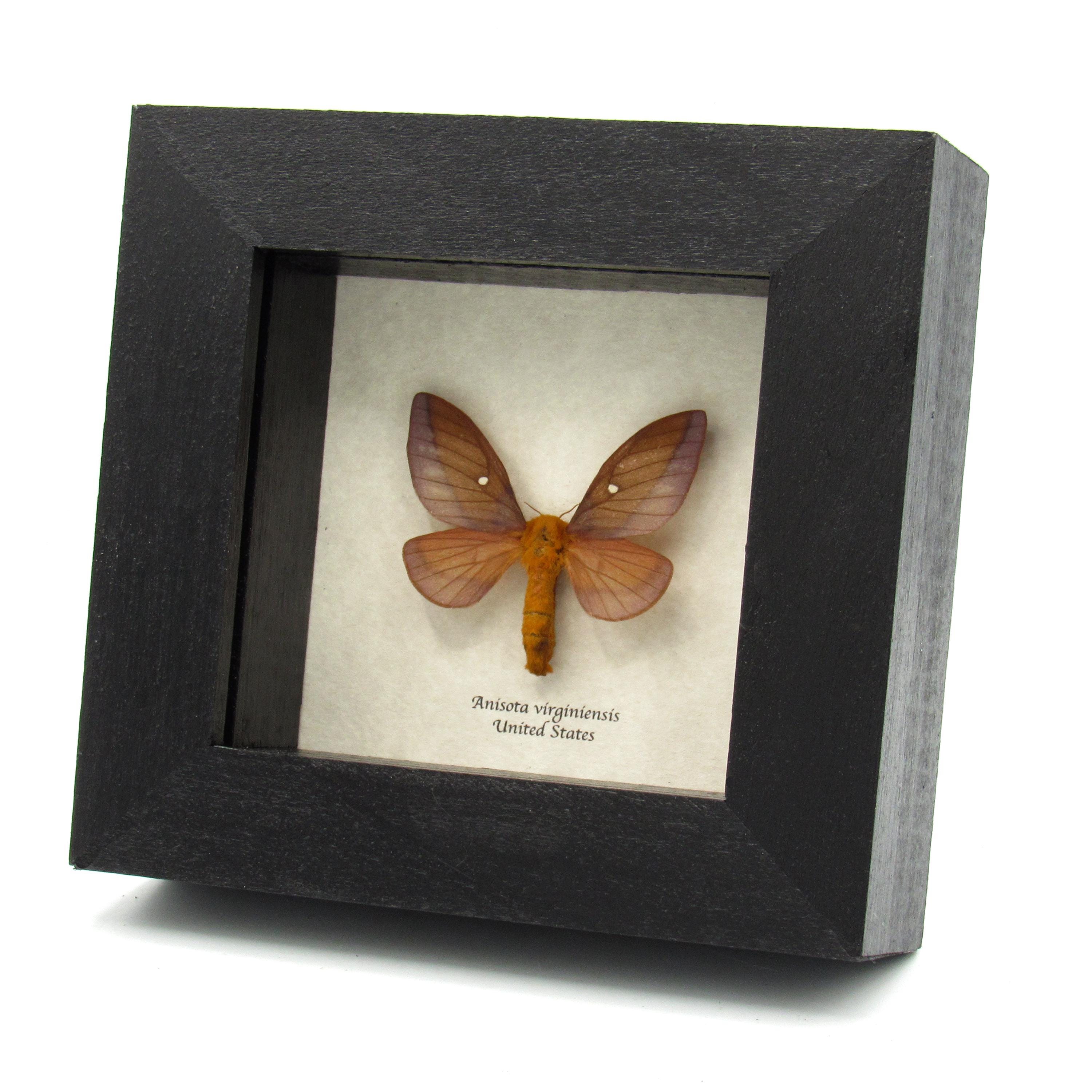 Real Pink Striped Oakworm Moth Framed Taxidermy - Anisota Virginiensis ...