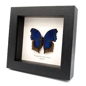 May include: A framed butterfly specimen with blue wings and brown markings. The butterfly is labeled "Protogoniomorpha temora Uganda".