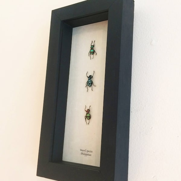 WEEVIL MANIA!  Real weevils framed