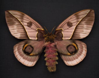 本物の青い虫の剥製 - Scutelleridae 種 - Etsy 日本