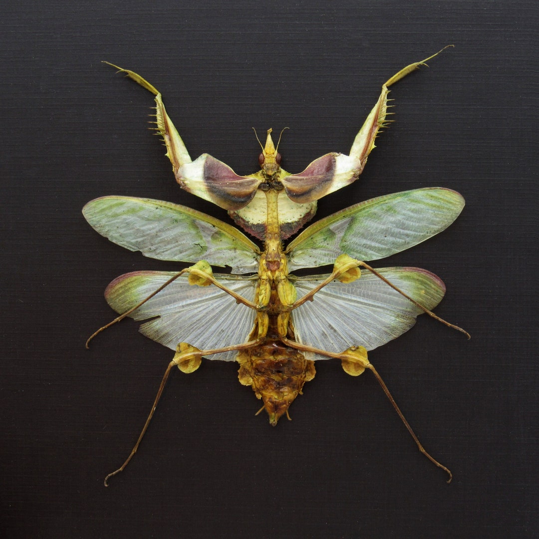 【aviso gold】PRAYING MANTIS 5'6 TINT MB Boucher Gold Pave and Metallic Enamel Praying Mantis Bug