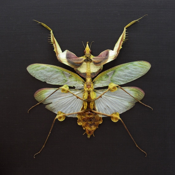 Real Giant Devils Praying Mantis Framed Taxidermy
