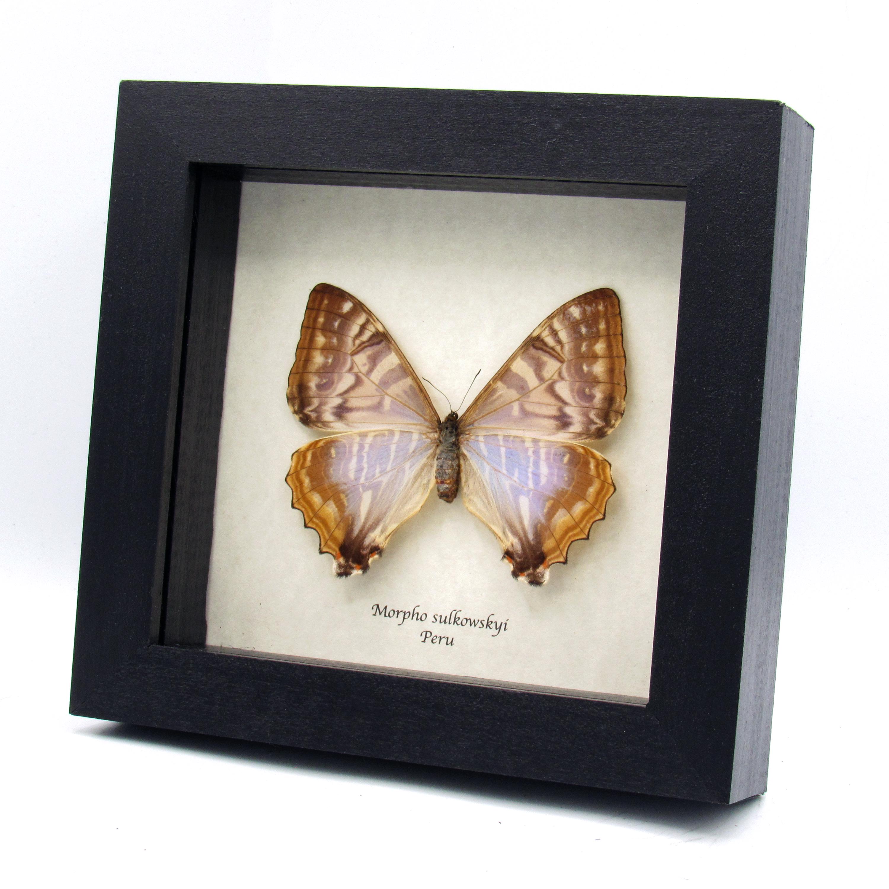 Rare Pearl Morpho Framed Taxidermy - Morpho Sulkowskyi - Female - Etsy