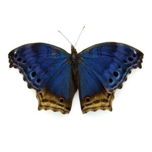 May include: A blue butterfly with brown markings on its wings. The butterfly is spread out with its wings open.