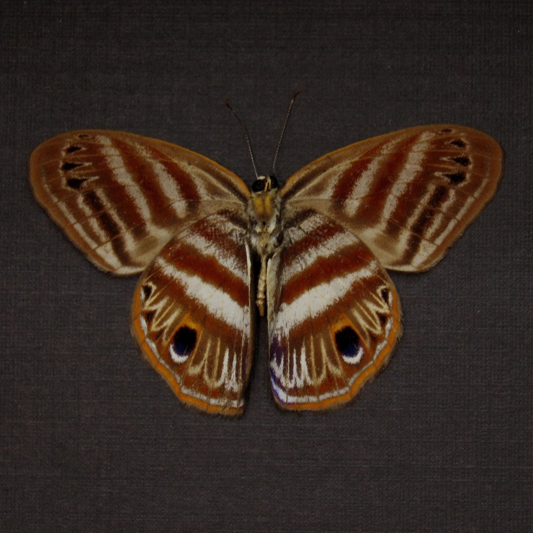 Real Metalmark Butterfly Framed Taxidermy - Euselasia Orfita