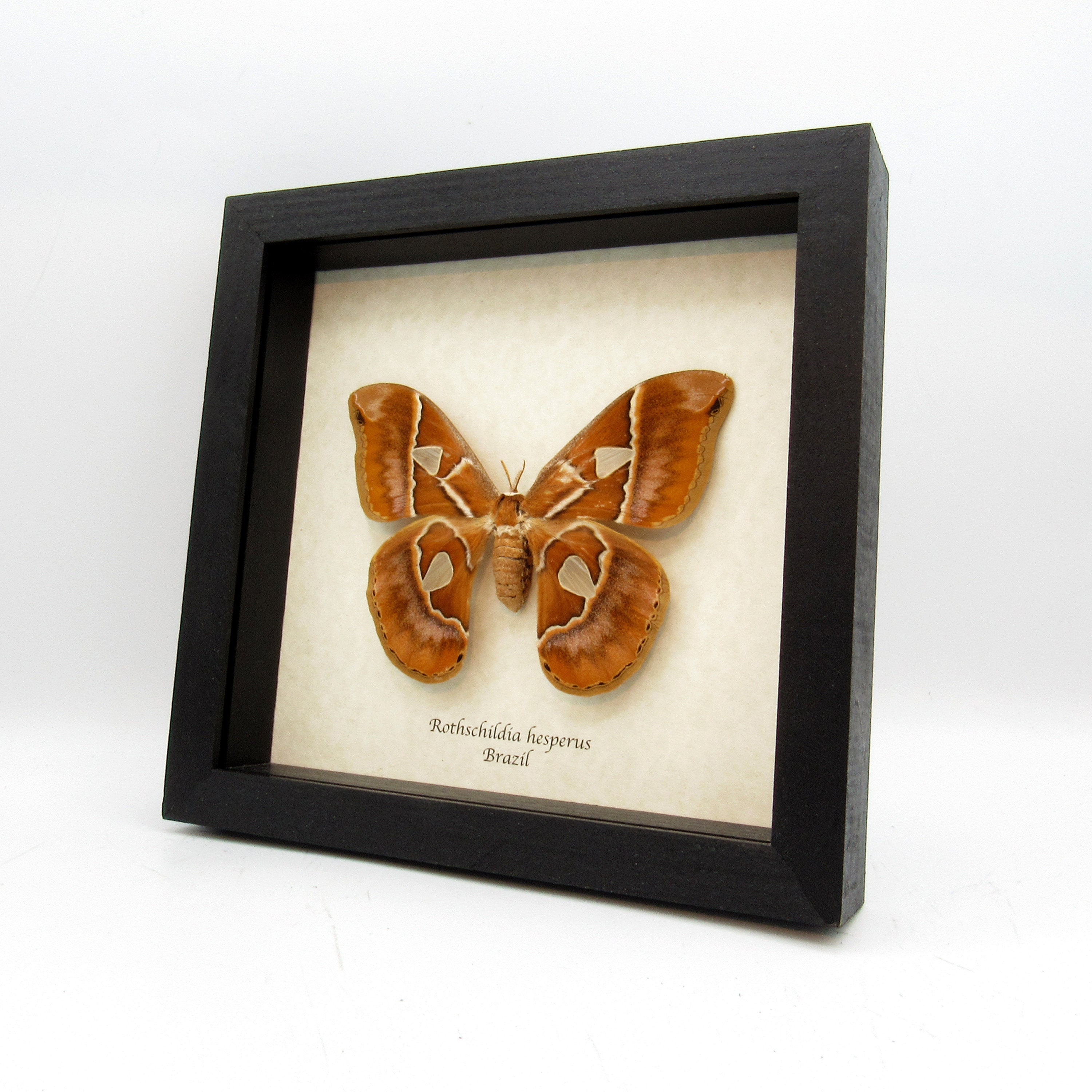 Real large Saturn moth framed taxidermy - Rothschildia hesperus - female