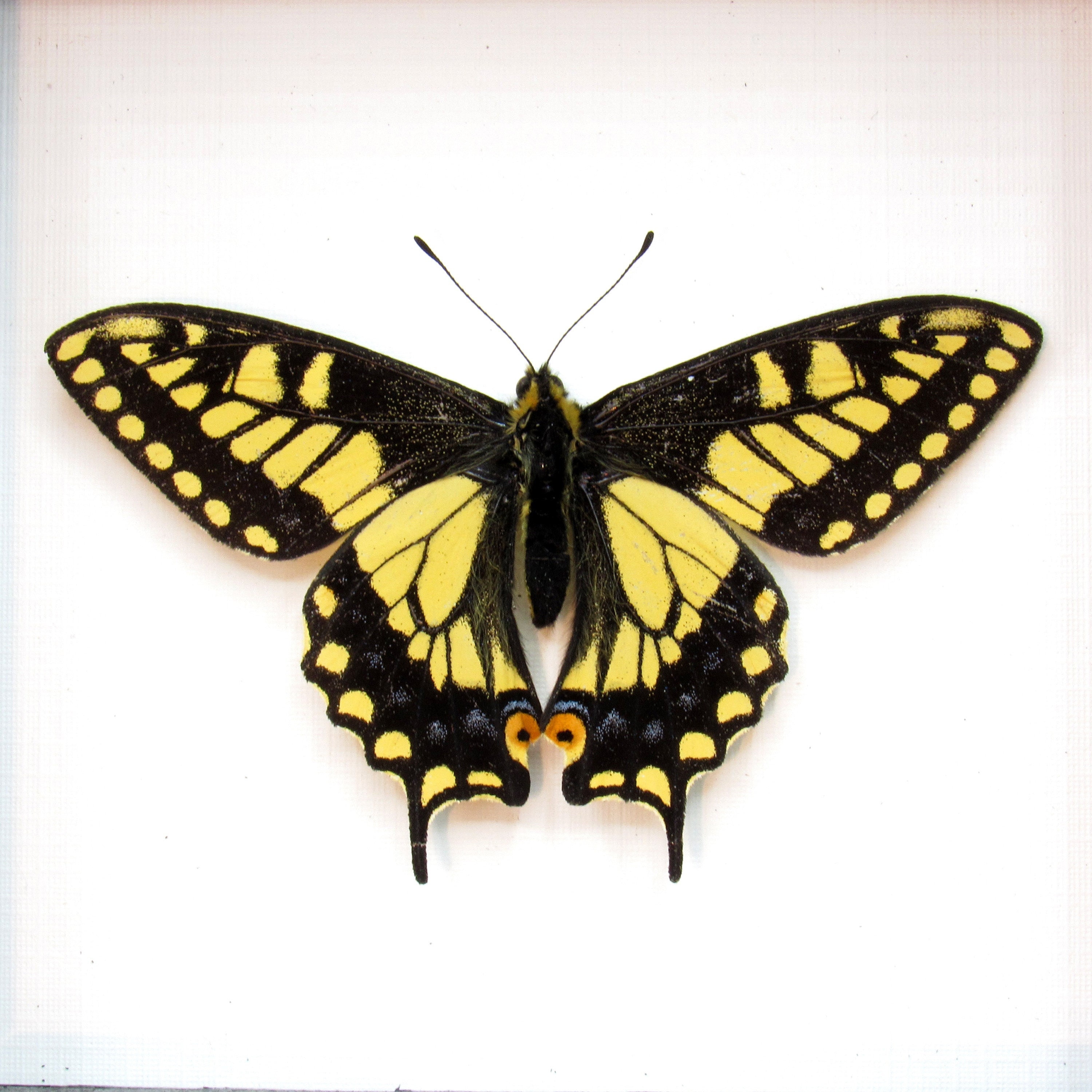 Real Anise Swallowtail Framed Butterfly Taxidermy - Papilio