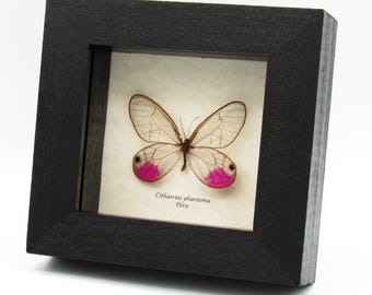 珍しいフクシアグラスウィング蝶の剥製 - Cithaerias phantoma - Etsy 日本