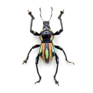 Rare weevil beetle framed specimen - Metapocyrtus species