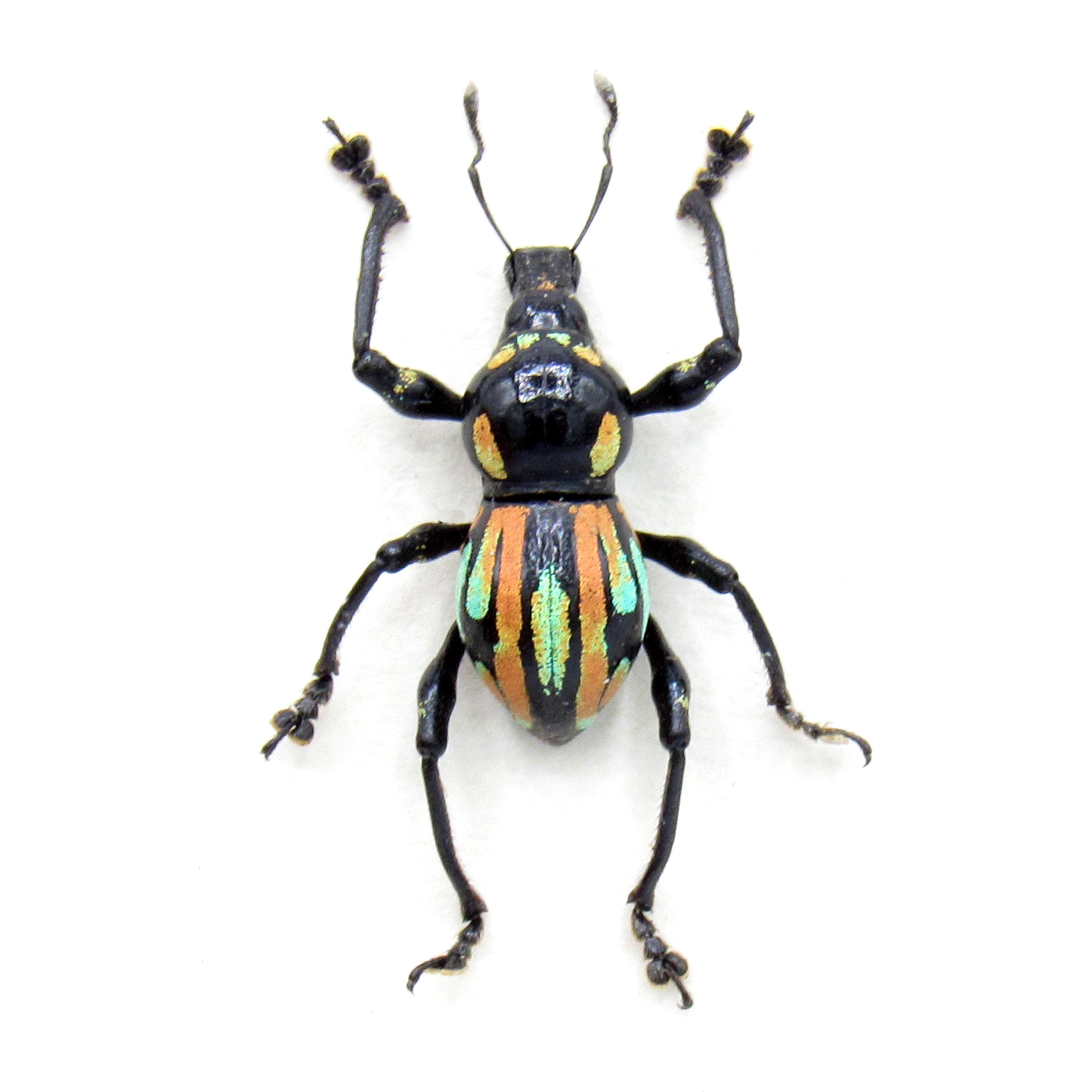 Rare weevil - Etsy 日本