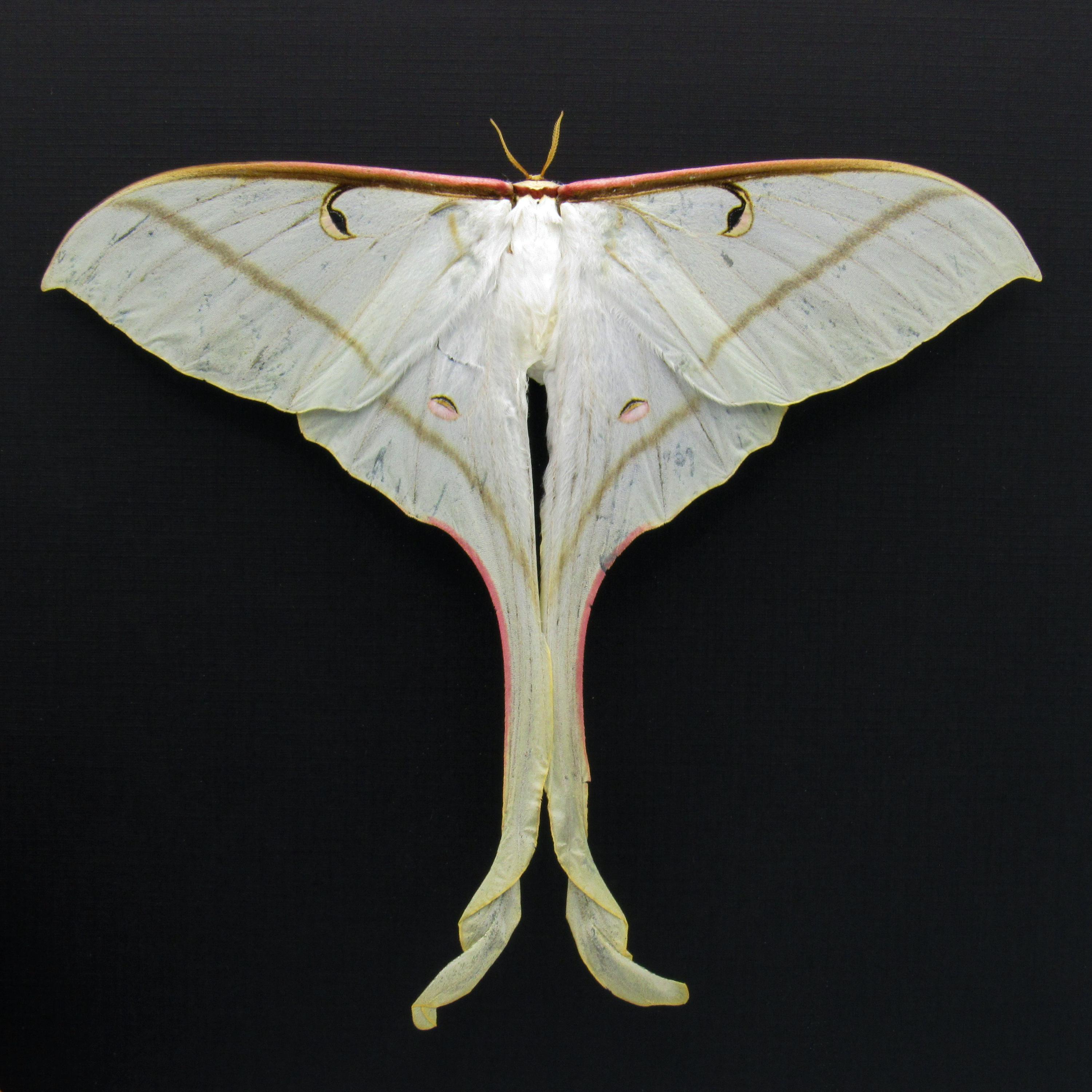 希少なスピリットムーンモスの額入り剥製 - Actias rhodopneuma - メス