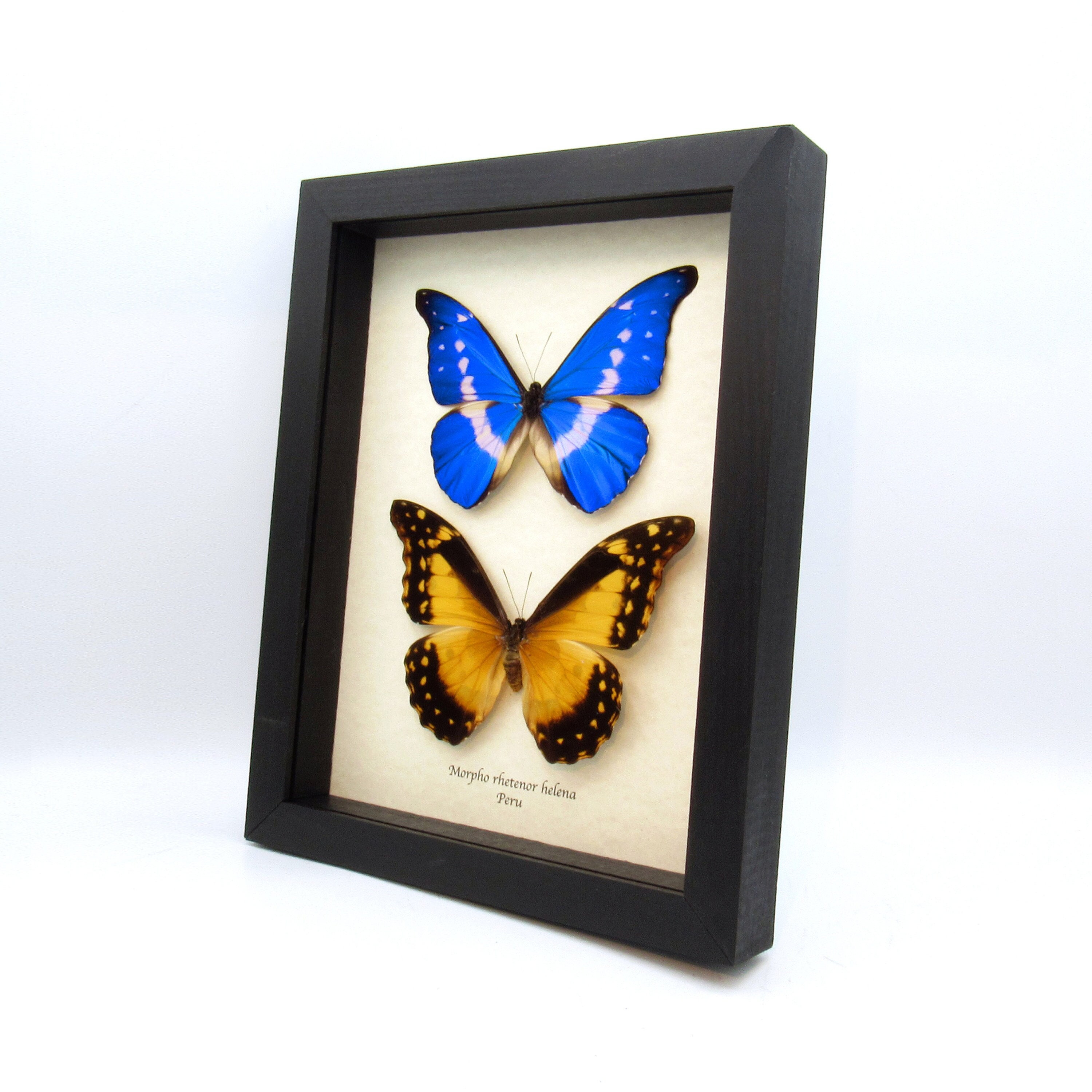 Morpho rhetenor helena - Etsy 日本
