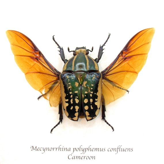 Large Scarab Beetle Framed Taxidermy - Mecynorrhina Polyphemus