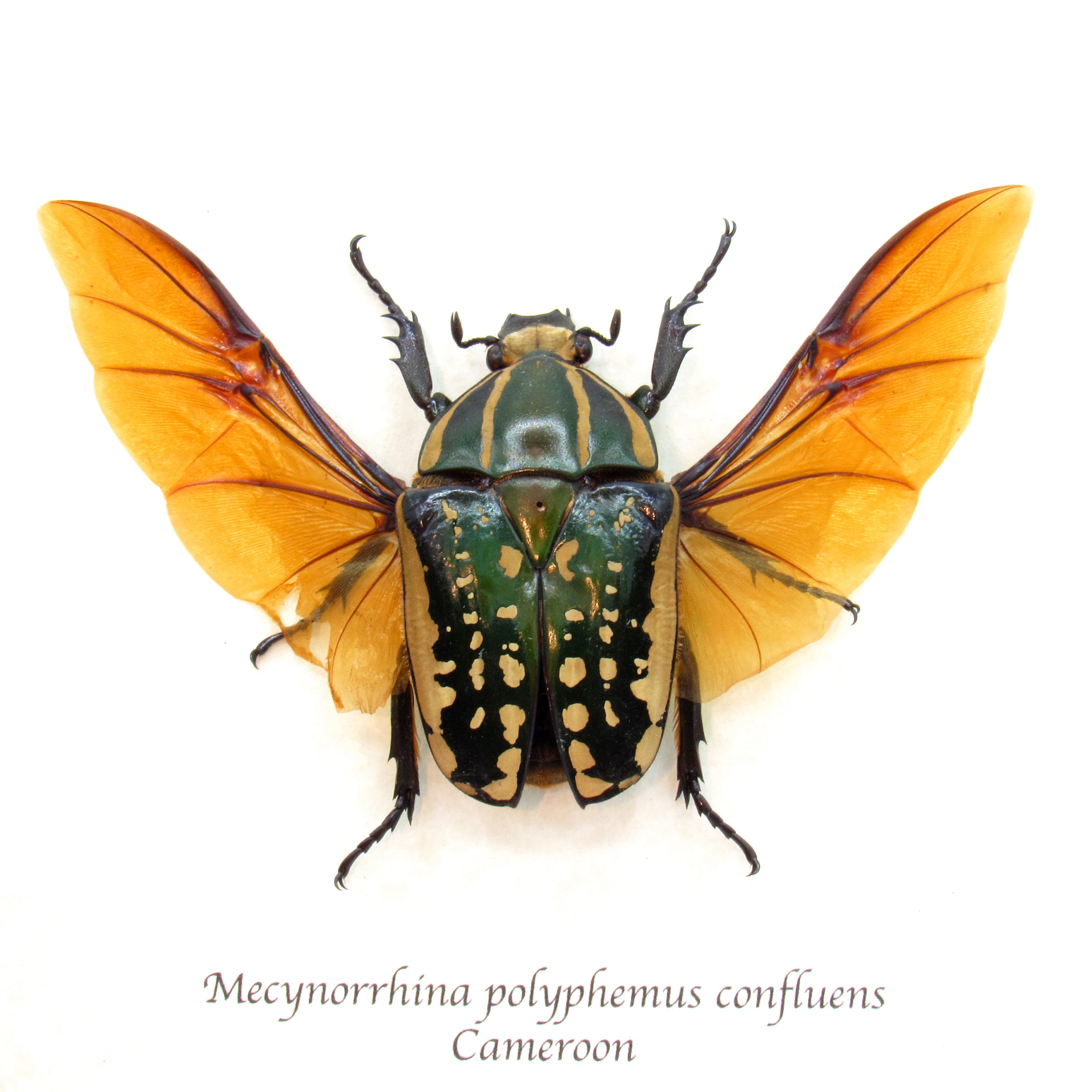 Large Scarab Beetle Framed Taxidermy - Mecynorrhina Polyphemus