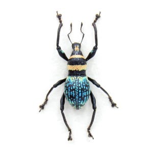 Rare weevil beetle framed specimen - Metapocyrtus species