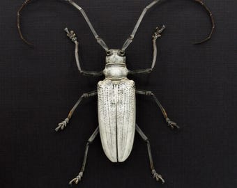 珍しいターコイズ色の大きなカミキリムシの額入り - Anoplophora