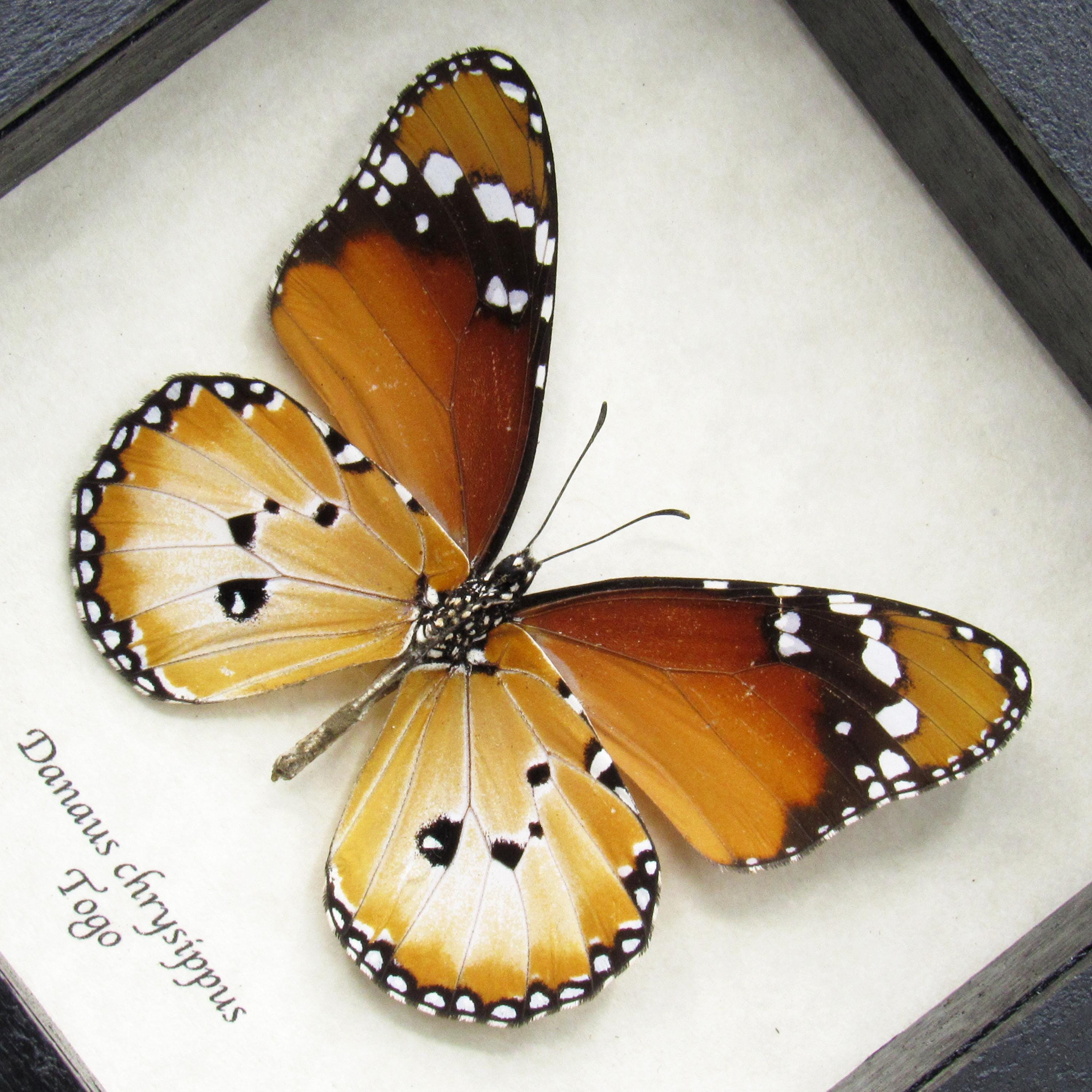 本物のアフリカンクイーン蝶の額入り剥製 - Danaus chrysippus - Etsy 日本