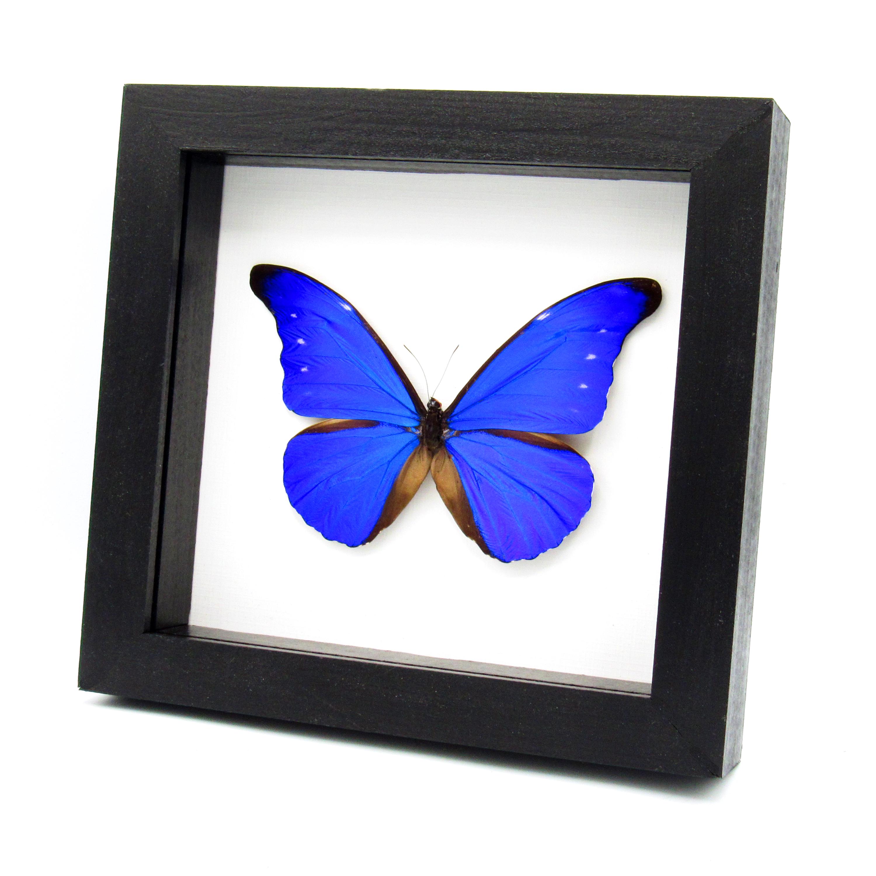 Morpho Cacica - Etsy Canada