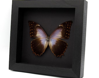 モルフォ蝶の額 珍しい紫色のモルフォ蝶の額入り剥製 - Morpho theseus schweizeri