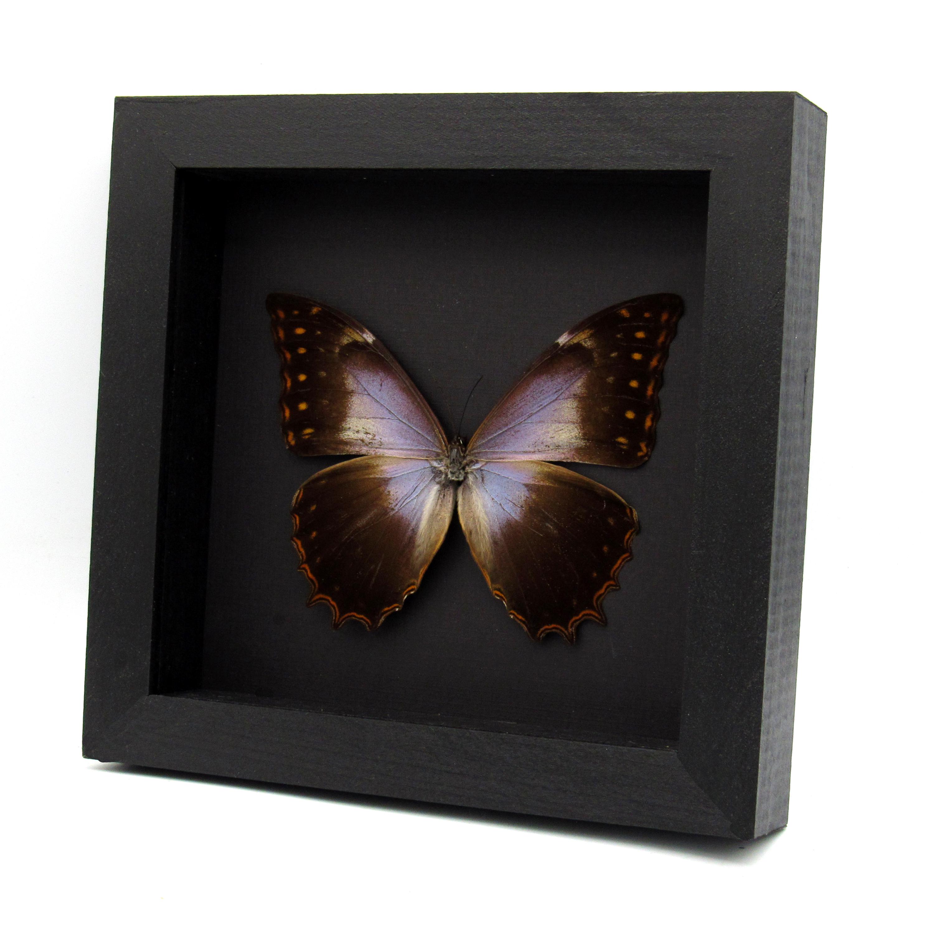 Morpho theseus - Etsy 日本