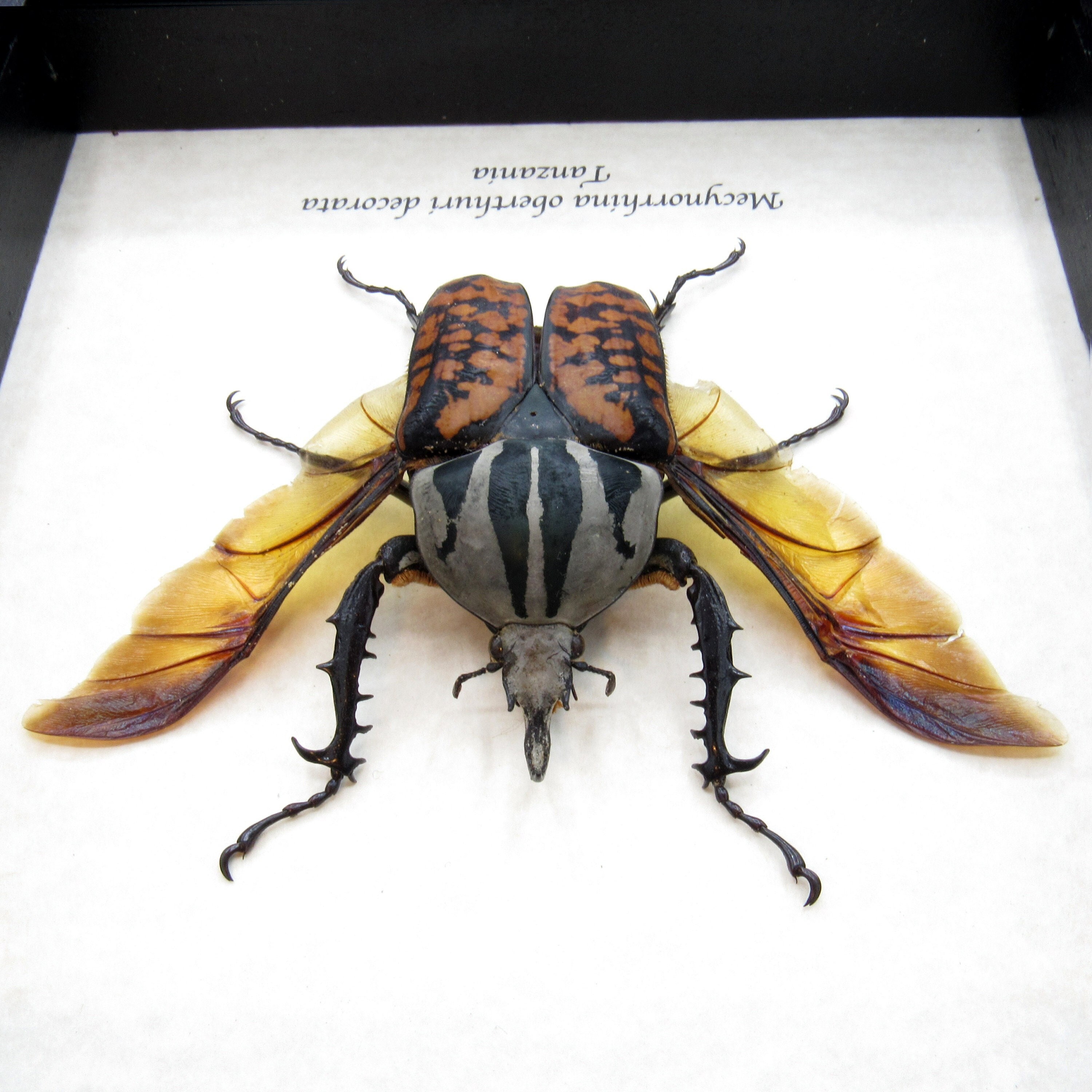 Real Giant Flower Beetle Framed Taxidermy - Mecynorhina Oberthuri