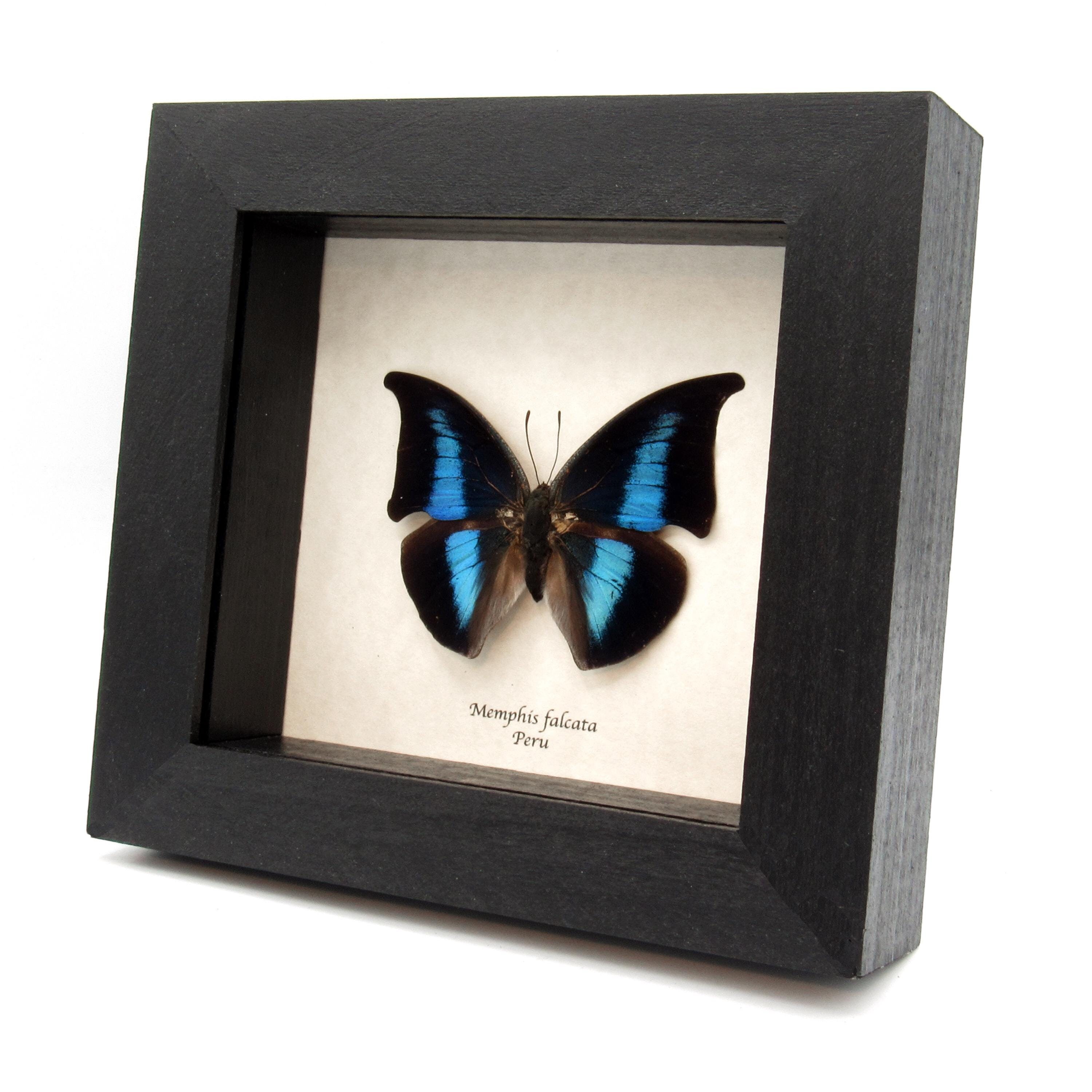 D*d様 レアデック　Butterfly Rare Blue Hatchet Wing Butterfly Framed Taxidermy - Memphis