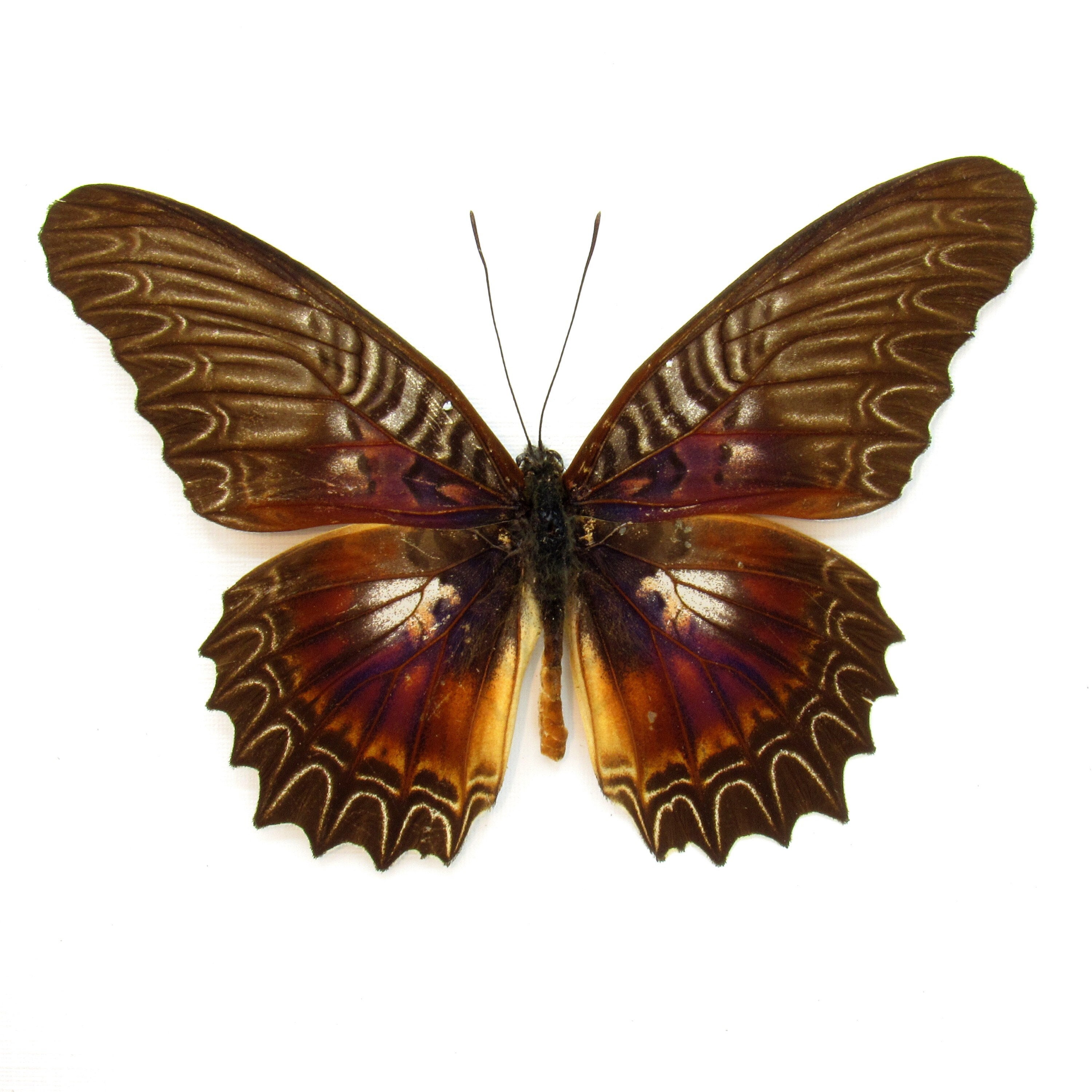 Real Violet Lacewing Butterfly Framed Taxidermy - Cethosia Myrina