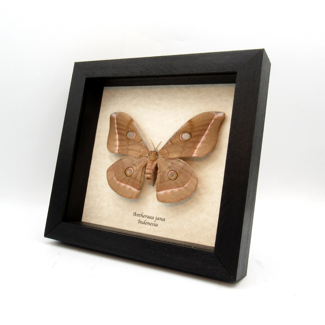 Real Saturn Moth Framed Taxidermy - Antheraea Jana - Large Female - Etsy