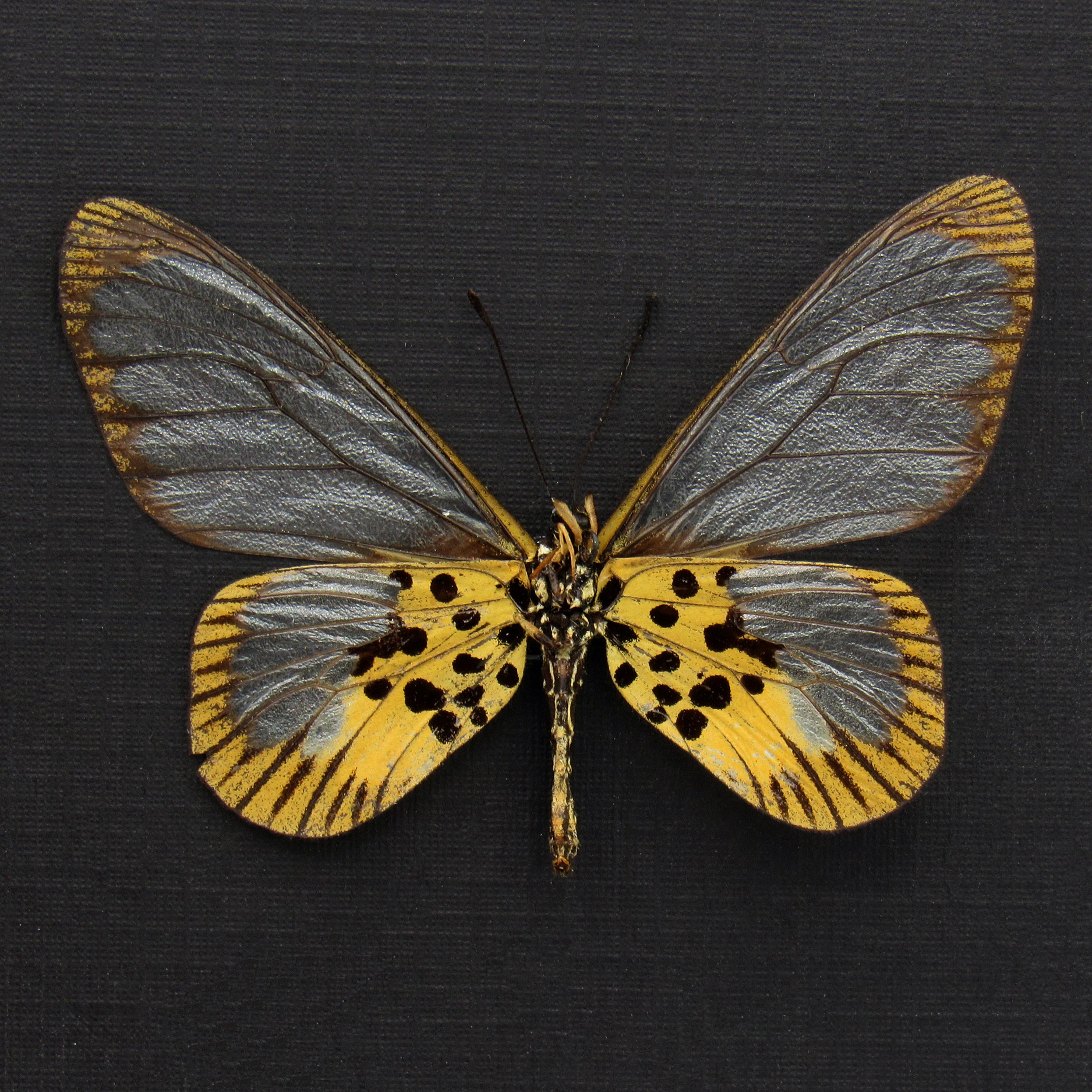 バタフライアート　アフリカ　額 African Butterfly Wing Art - Etsy