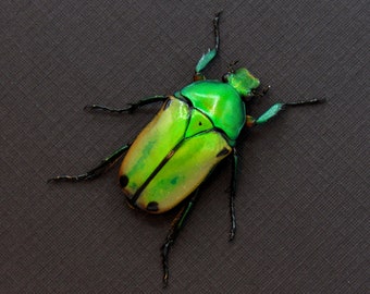 Real African flower beetle framed taxidermy - Cyprolais viridipyga