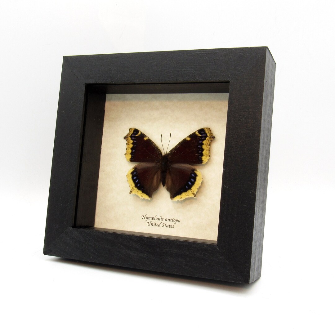 Real Mourning Cloak Butterfly Framed Taxidermy Nymphalis Antiopa - Etsy