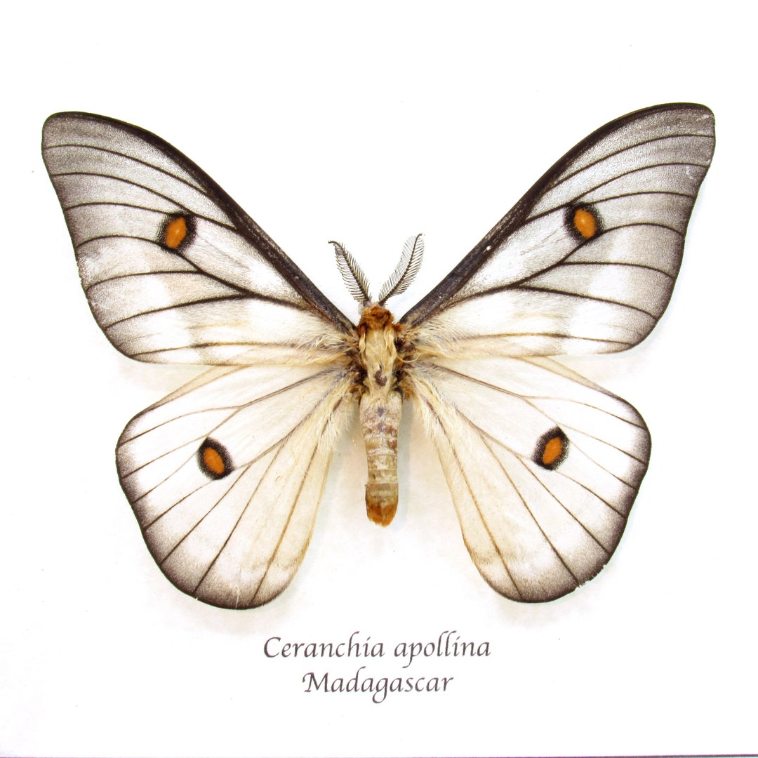 Real Ghostly Silk Moth Framed Taxidermy Ceranchia Apollina - Etsy