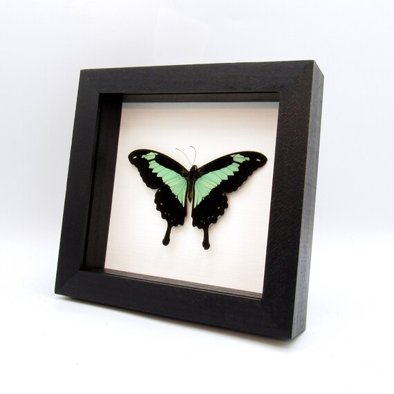 Real Seafoam Green Butterfly Framed Taxidermy - Papilio Phorcas