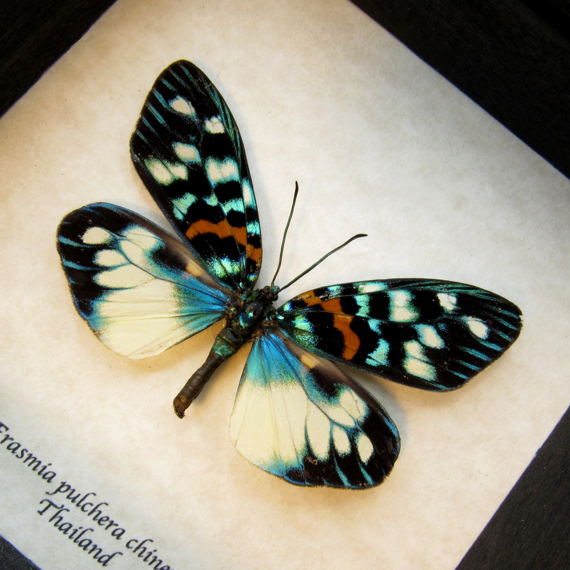 Real Metallic Day Flying Moth Framed Taxidermy Erasmia - Etsy