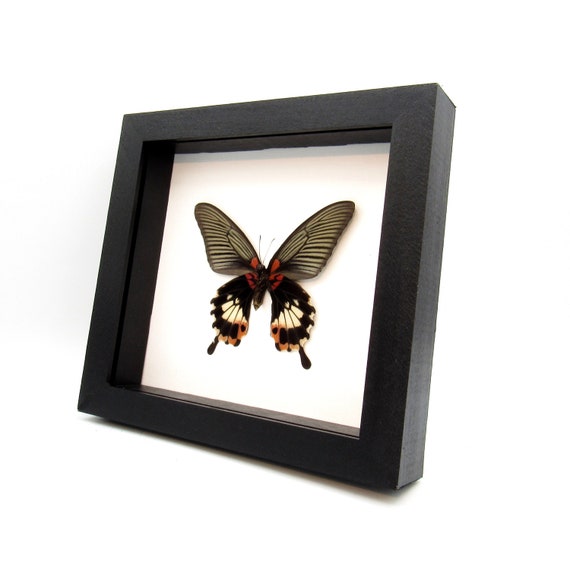 本物のグレートモルモン蝶の額入り剥製 - Papilio memnon agenor
