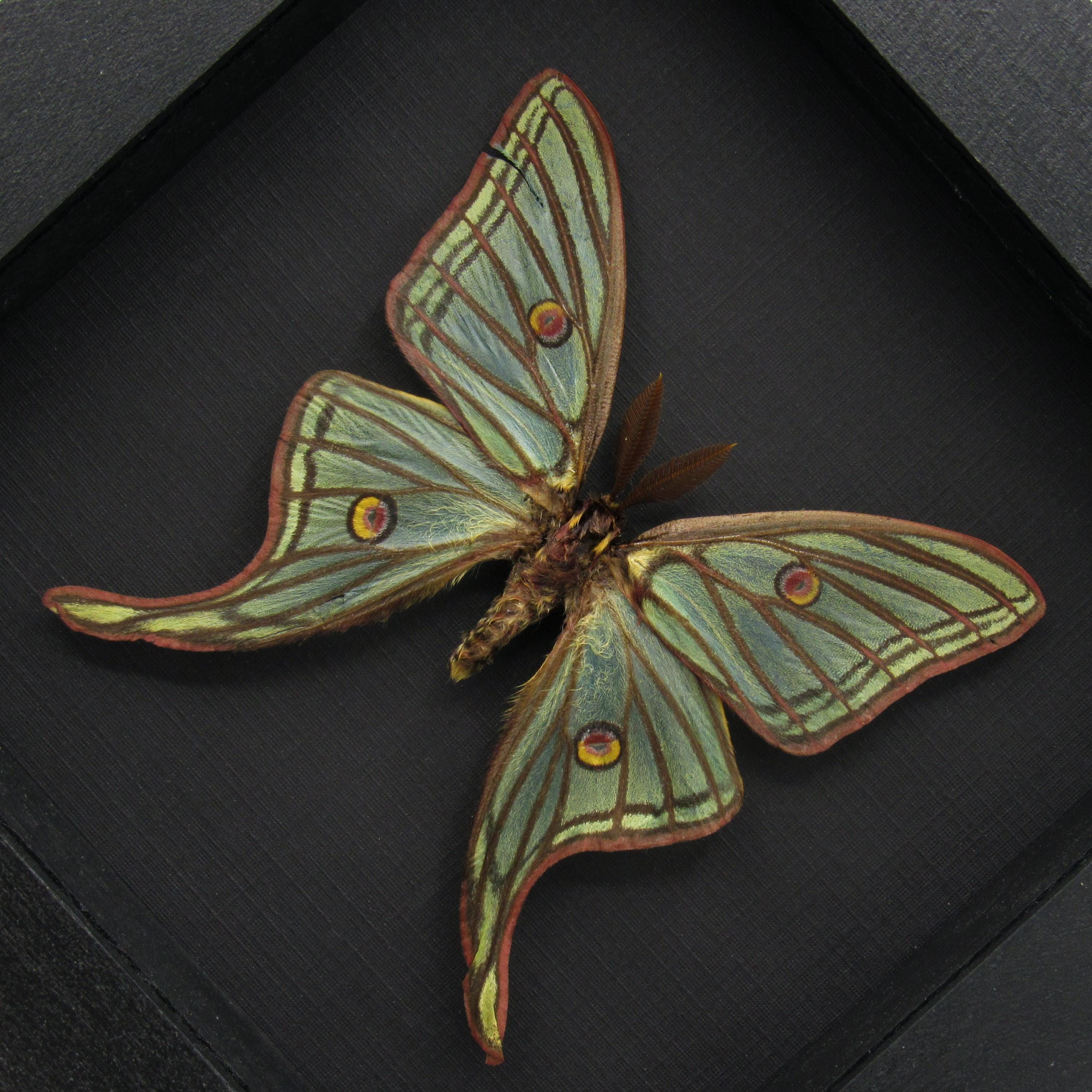 珍しい大型のスペイン産月蛾の剥製 - Graellsia isabellae - Etsy 日本