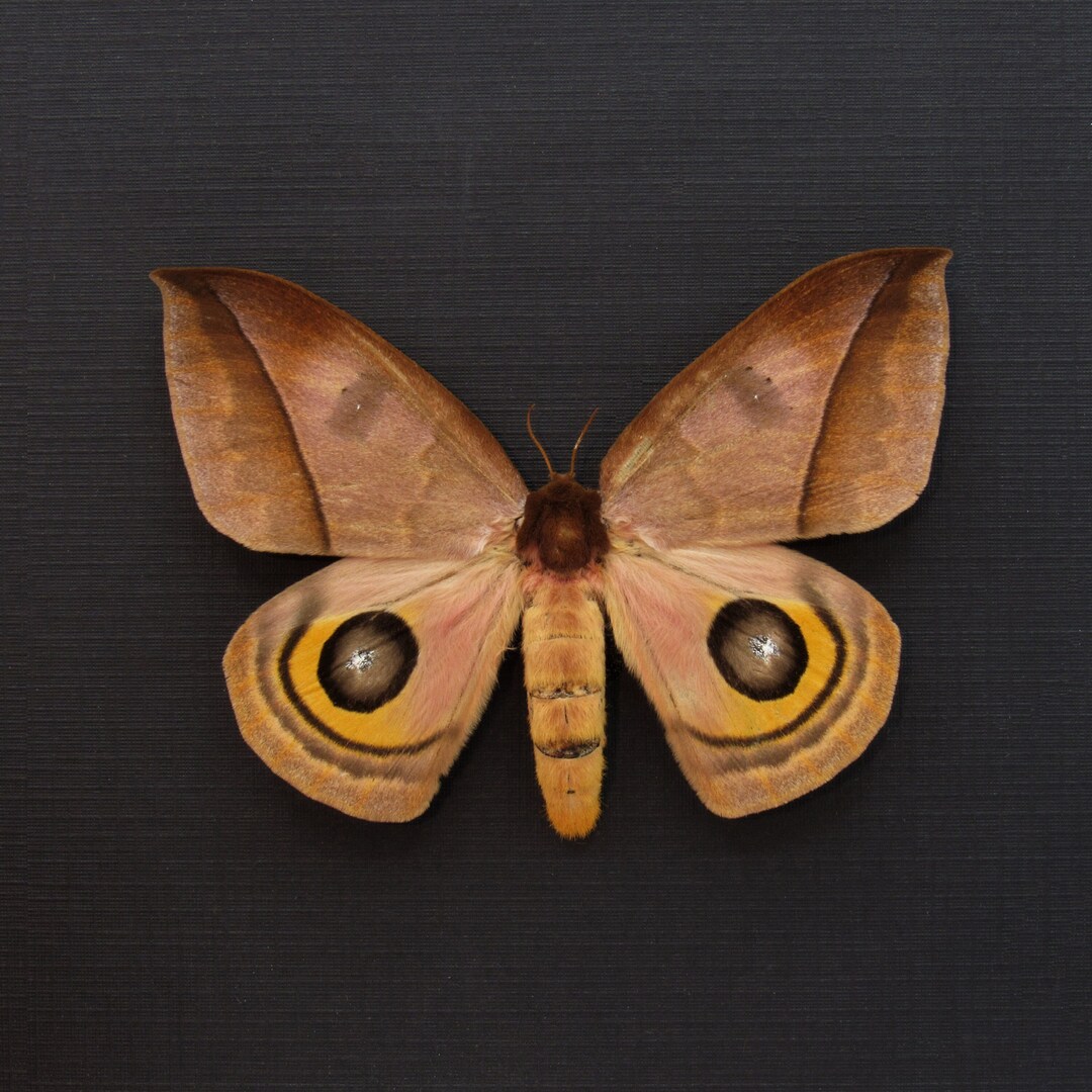 Real Saturn Moth Framed Taxidermy - Automeris Belti - Large Female - Etsy