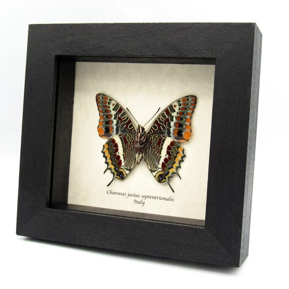 BUTTERFLY - 朱世赫FL $_12.JPG?set_id=880000500F