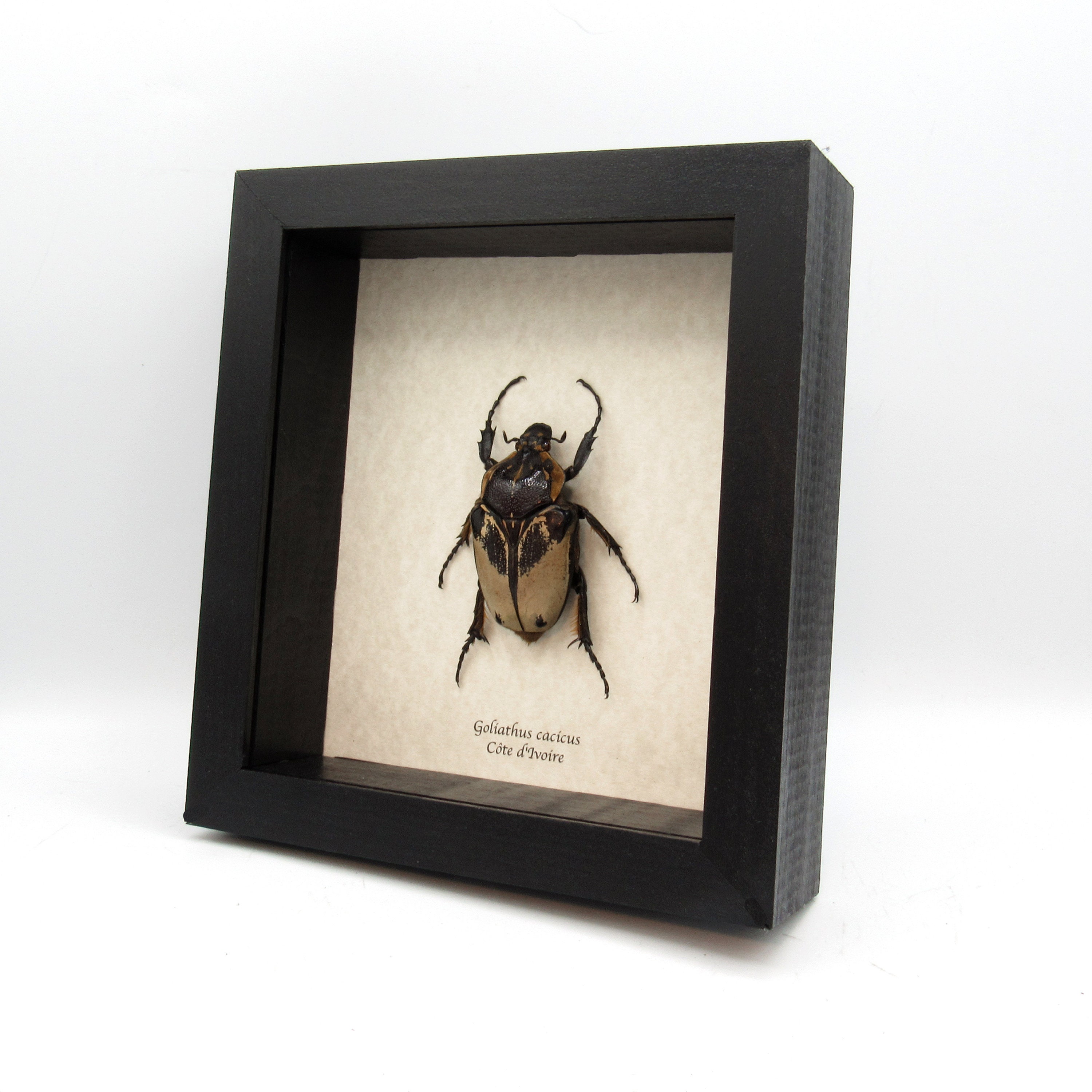 Rare Chief Goliath Beetle Framed Taxidermy - Goliathus Cacicus