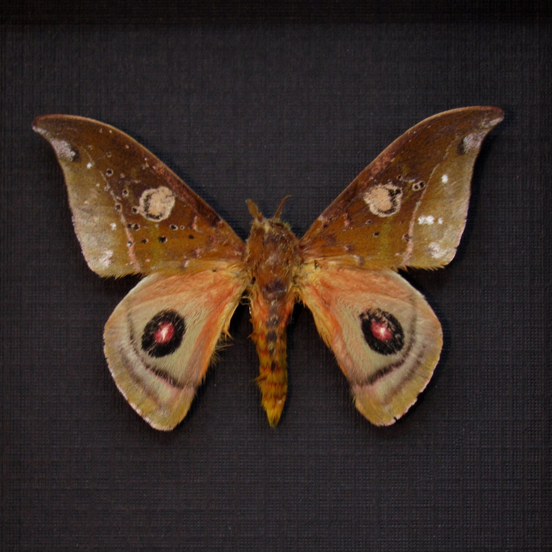 Rare Real Saturn Moth Framed Taxidermy Automeris Auletes - Etsy