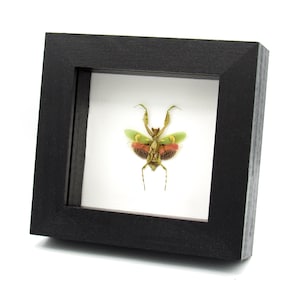 Taxidermia enmarcada de una auténtica mantis religiosa india - Creobroter gemmatus - hembra